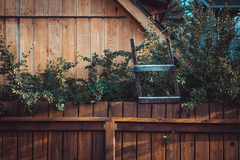 Wooden backyard fence with fresh stain